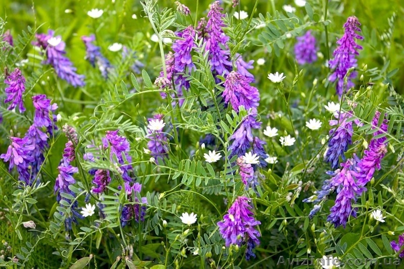 Сидерати: гірчиця, редька олійна, вика яра, вика озима, люпин, фацелія - <ro>Изображение</ro><ru>Изображение</ru> #3, <ru>Объявление</ru> #1333438