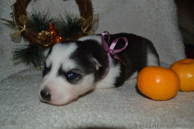 Детеныши сибирской хаски подросли и ищут хозяев ! - <ro>Изображение</ro><ru>Изображение</ru> #2, <ru>Объявление</ru> #1349643