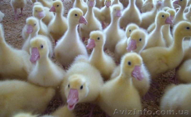 Продам птицу в  Харьковской, Сумской, Полтавской, Черниговской обл - <ro>Изображение</ro><ru>Изображение</ru> #2, <ru>Объявление</ru> #1345710