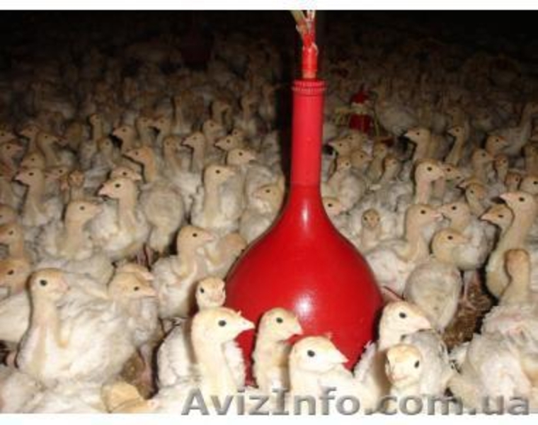 Продам птицу в  Харьковской, Сумской, Полтавской, Черниговской обл - <ro>Изображение</ro><ru>Изображение</ru> #1, <ru>Объявление</ru> #1345710