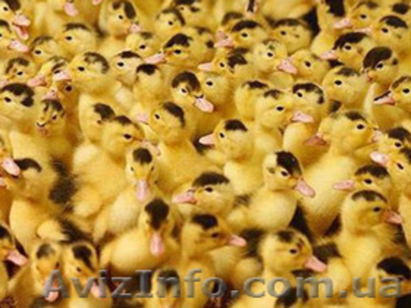 Продам птицу в  Харьковской, Сумской, Полтавской, Черниговской обл - <ro>Изображение</ro><ru>Изображение</ru> #3, <ru>Объявление</ru> #1345710