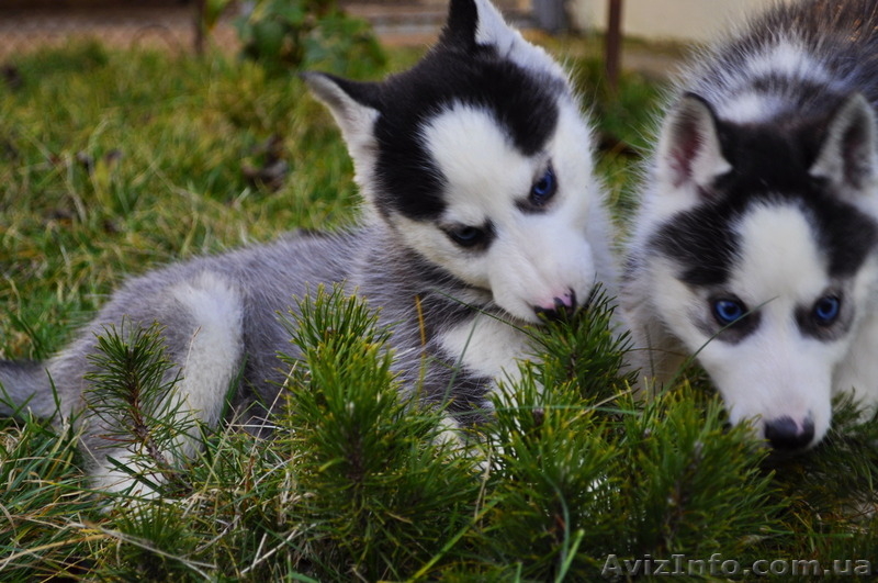 Щенки сибирский хаски - <ro>Изображение</ro><ru>Изображение</ru> #8, <ru>Объявление</ru> #816859