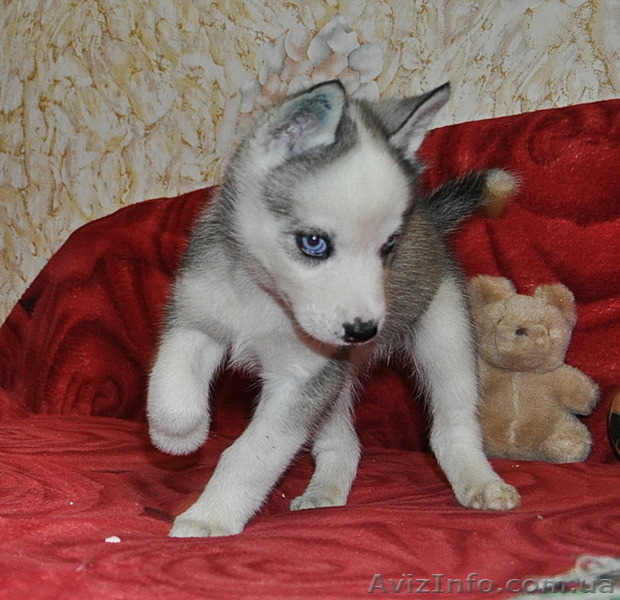 Щенки сибирский хаски КСУ. - <ro>Изображение</ro><ru>Изображение</ru> #2, <ru>Объявление</ru> #816861