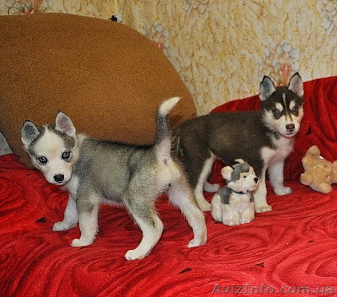 Щенки сибирский хаски - <ro>Изображение</ro><ru>Изображение</ru> #2, <ru>Объявление</ru> #816859