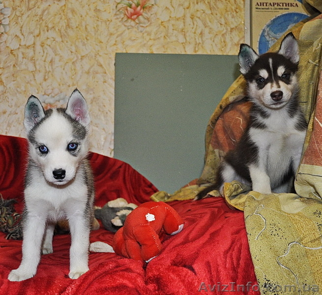 Щенки сибирский хаски - <ro>Изображение</ro><ru>Изображение</ru> #1, <ru>Объявление</ru> #816859