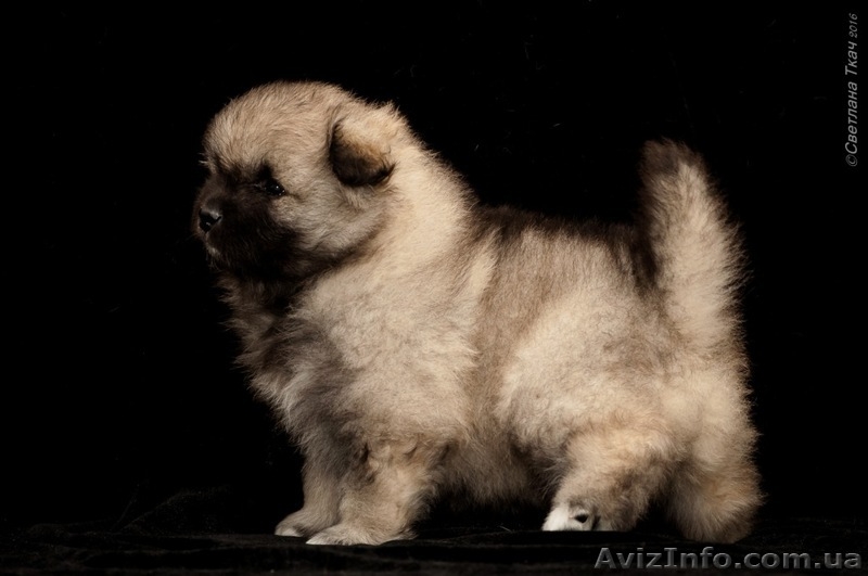 Щенки кеесхонд-вольфшпиц - <ro>Изображение</ro><ru>Изображение</ru> #4, <ru>Объявление</ru> #1381868