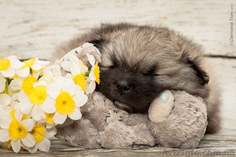 Щенки кеесхонд-вольфшпиц - <ro>Изображение</ro><ru>Изображение</ru> #2, <ru>Объявление</ru> #1381868