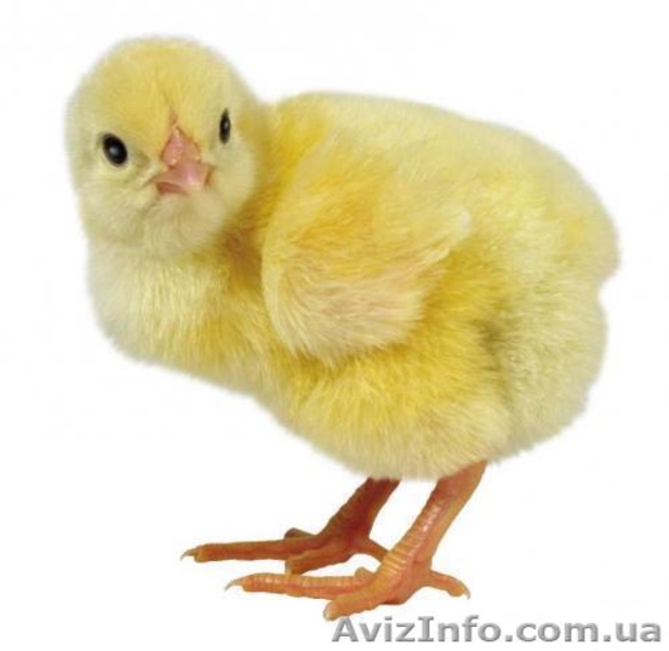 Суточные цыплята бройлера КОББ 500 - <ro>Изображение</ro><ru>Изображение</ru> #1, <ru>Объявление</ru> #1335221