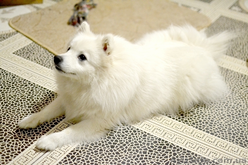 Щенки Японский шпиц - <ro>Изображение</ro><ru>Изображение</ru> #2, <ru>Объявление</ru> #1474016