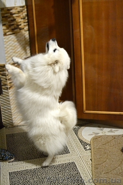 Щенки Японский шпиц - <ro>Изображение</ro><ru>Изображение</ru> #4, <ru>Объявление</ru> #1474016