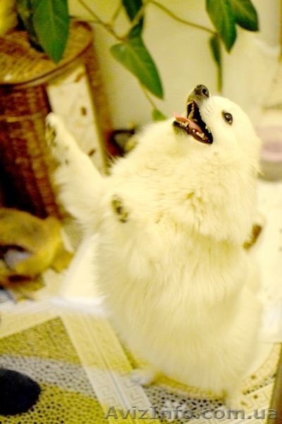 Щенки Японский шпиц - <ro>Изображение</ro><ru>Изображение</ru> #5, <ru>Объявление</ru> #1474016