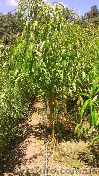 Питомник саженцев; персик, нектарин, слива, яблоня, черешня. - <ro>Изображение</ro><ru>Изображение</ru> #1, <ru>Объявление</ru> #1494720