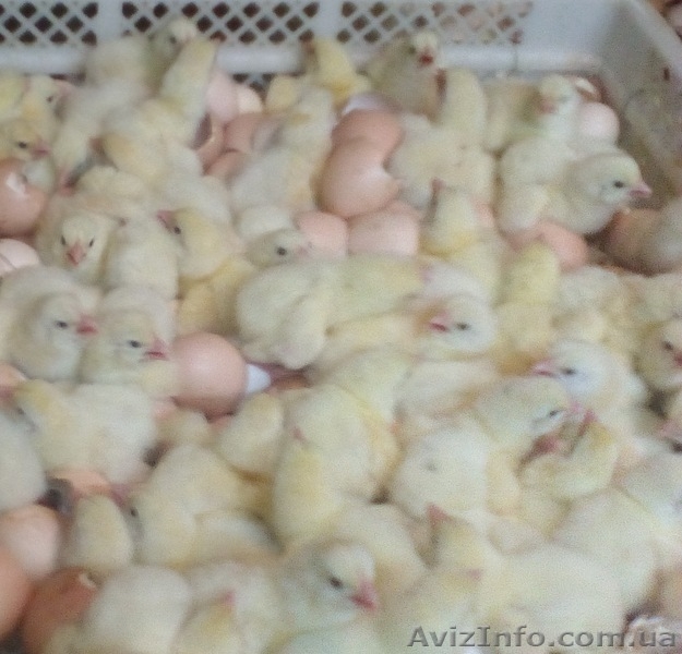 Цыплята бройлера КОББ 500  - <ro>Изображение</ro><ru>Изображение</ru> #1, <ru>Объявление</ru> #1242168