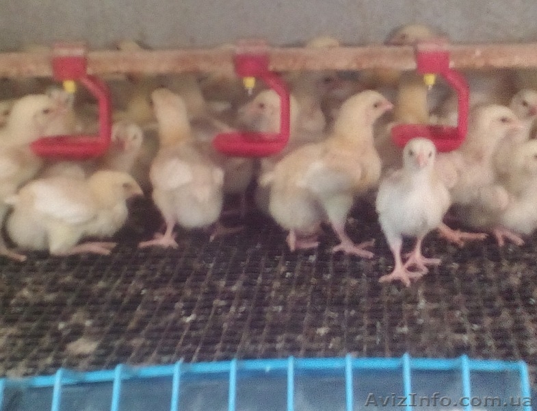 Цыплята бройлера КОББ 500  - <ro>Изображение</ro><ru>Изображение</ru> #2, <ru>Объявление</ru> #1242168