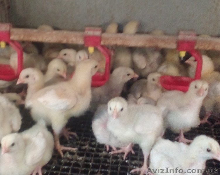 Суточные цыплята бройлера КОББ 500 - <ro>Изображение</ro><ru>Изображение</ru> #4, <ru>Объявление</ru> #1335221