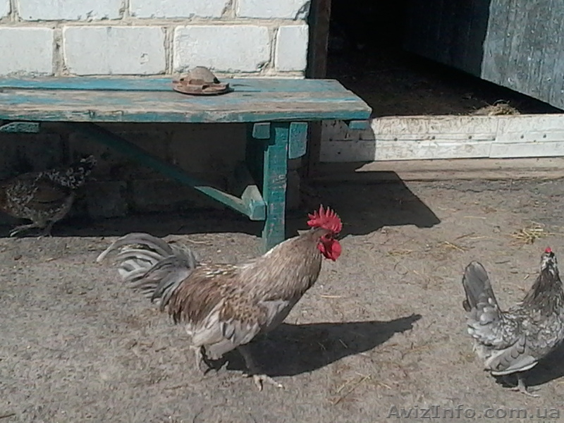 Продам декоративные куры - <ro>Изображение</ro><ru>Изображение</ru> #7, <ru>Объявление</ru> #1508838