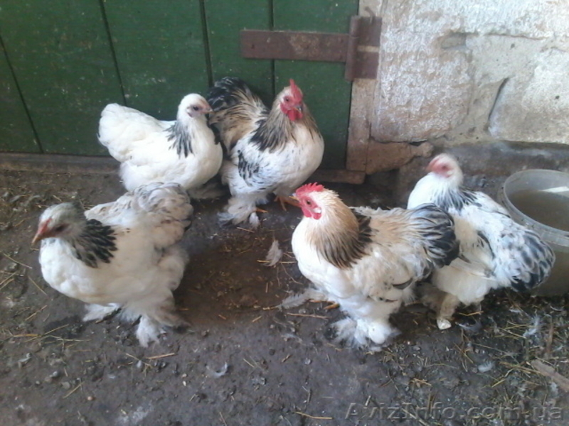 Продам декоративные куры - <ro>Изображение</ro><ru>Изображение</ru> #2, <ru>Объявление</ru> #1508838