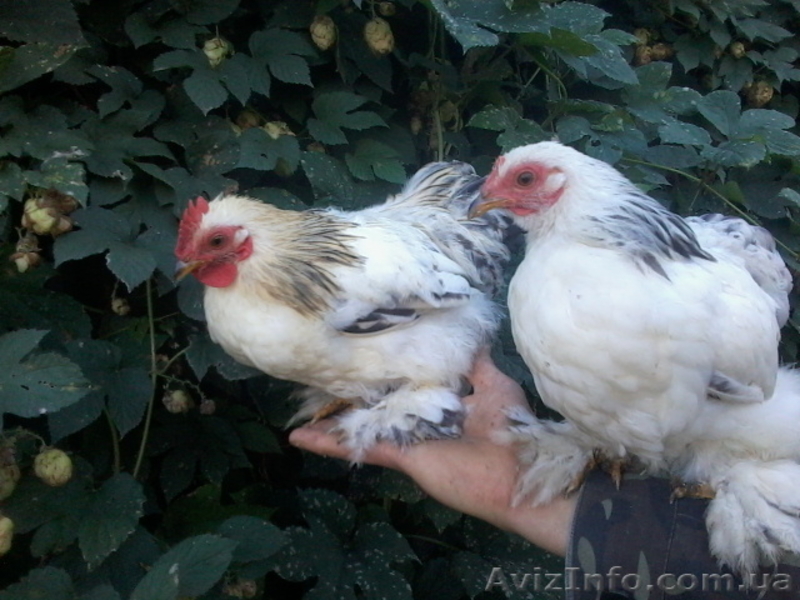 Продам декоративные куры - <ro>Изображение</ro><ru>Изображение</ru> #3, <ru>Объявление</ru> #1508838
