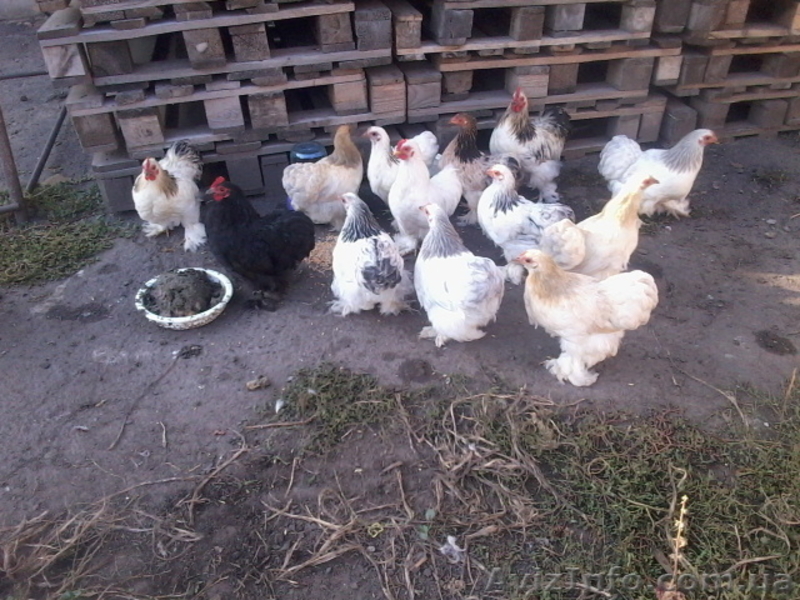 Продам декоративные куры - <ro>Изображение</ro><ru>Изображение</ru> #8, <ru>Объявление</ru> #1508838