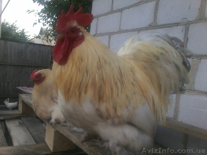 Продам декоративные куры - <ro>Изображение</ro><ru>Изображение</ru> #5, <ru>Объявление</ru> #1508838