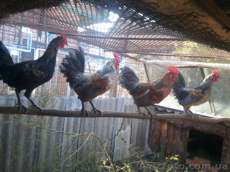 Продам декоративные куры - <ro>Изображение</ro><ru>Изображение</ru> #6, <ru>Объявление</ru> #1508838