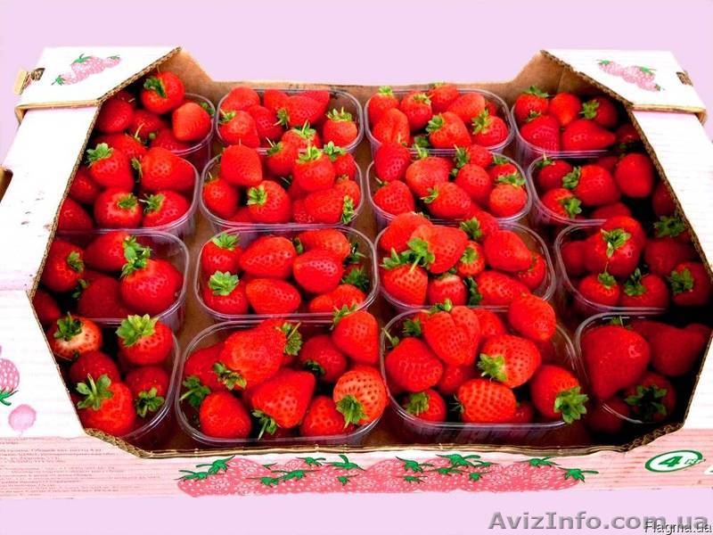 лоток под клубнику,малину,черешню,персик,сливу,виноград - <ro>Изображение</ro><ru>Изображение</ru> #1, <ru>Объявление</ru> #1538550