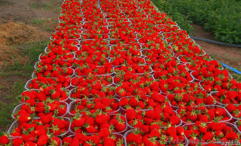 Картонная упаковка под клубнику - <ro>Изображение</ro><ru>Изображение</ru> #3, <ru>Объявление</ru> #1538534