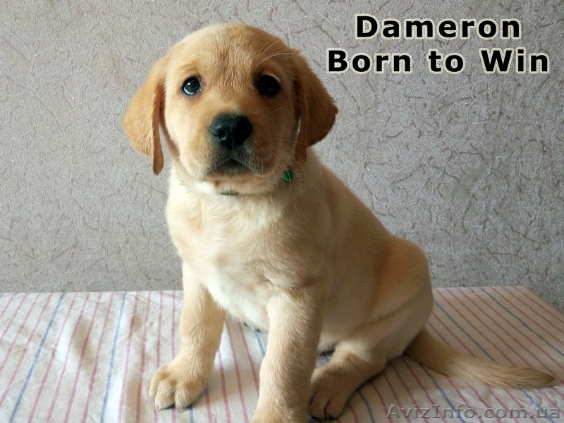 Кобель Лабрадор ретривер, Dameron питомника Born to Win - <ro>Изображение</ro><ru>Изображение</ru> #1, <ru>Объявление</ru> #1542949