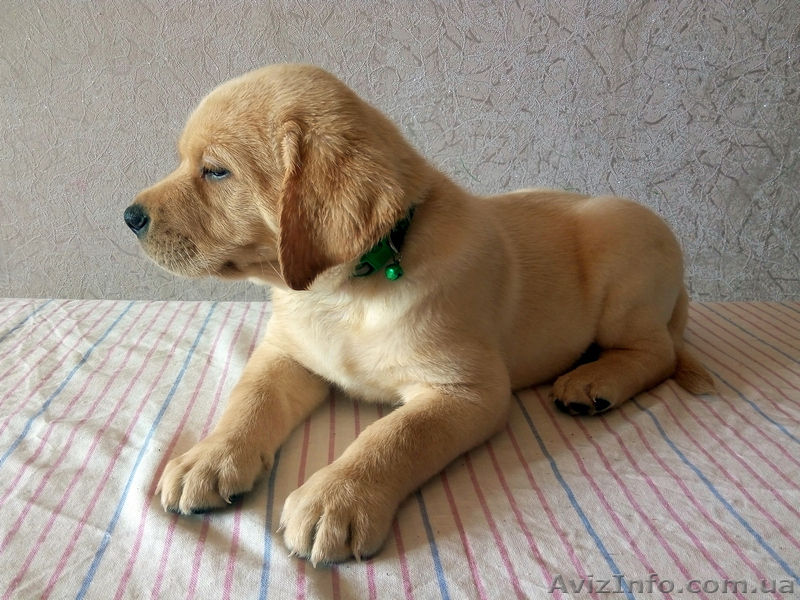 Кобель Лабрадор ретривер, Dameron питомника Born to Win - <ro>Изображение</ro><ru>Изображение</ru> #2, <ru>Объявление</ru> #1542949