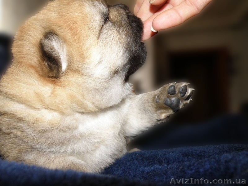 Щенки чау-чау КСУ - <ro>Изображение</ro><ru>Изображение</ru> #4, <ru>Объявление</ru> #1540994