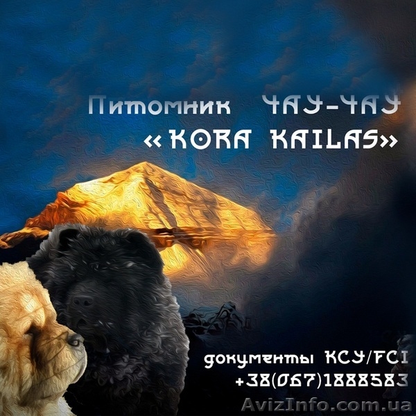 Щенки чау-чау КСУ - <ro>Изображение</ro><ru>Изображение</ru> #1, <ru>Объявление</ru> #1540994