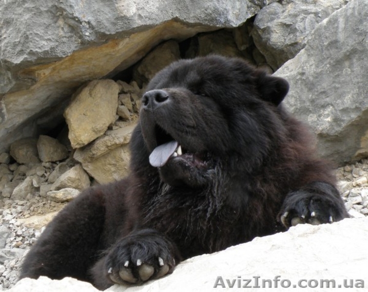 Щенки чау-чау КСУ - <ro>Изображение</ro><ru>Изображение</ru> #5, <ru>Объявление</ru> #1540994