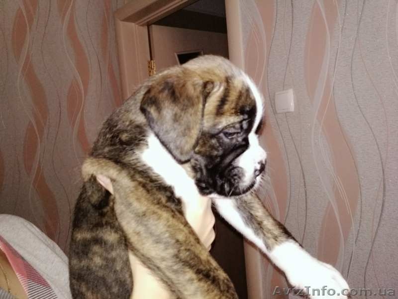 Щенки боксера - <ro>Изображение</ro><ru>Изображение</ru> #2, <ru>Объявление</ru> #1587381