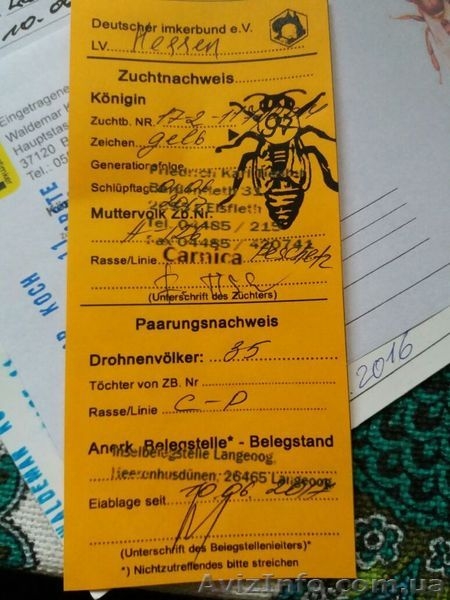 Продам матки Бакфаст і Карніка  - <ro>Изображение</ro><ru>Изображение</ru> #4, <ru>Объявление</ru> #1601236