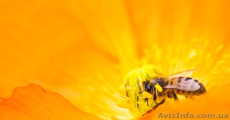 Матки Бакфаст и Карника  - <ro>Изображение</ro><ru>Изображение</ru> #1, <ru>Объявление</ru> #1601152