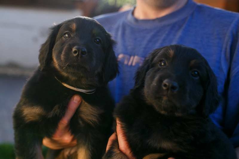 Щенки Ховаварта (питомник Gallant Colorit) - <ro>Изображение</ro><ru>Изображение</ru> #1, <ru>Объявление</ru> #1662538