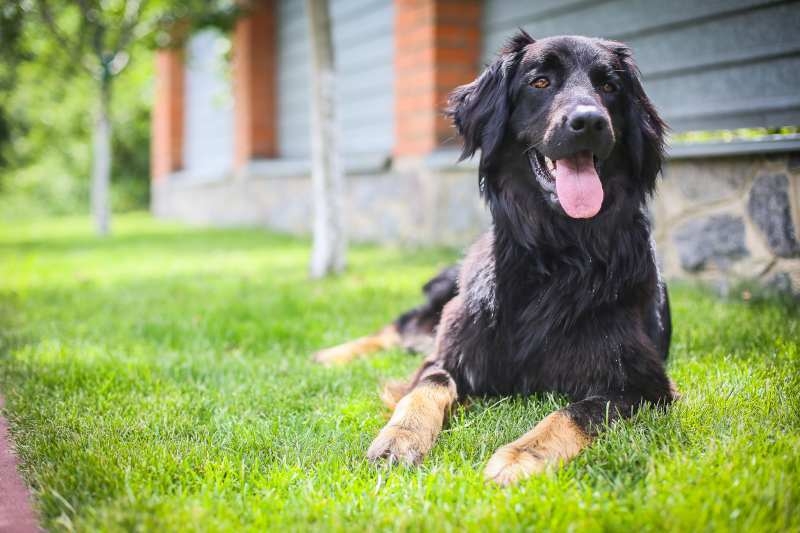 Щенки Ховаварта (питомник Gallant Colorit) - <ro>Изображение</ro><ru>Изображение</ru> #2, <ru>Объявление</ru> #1662538