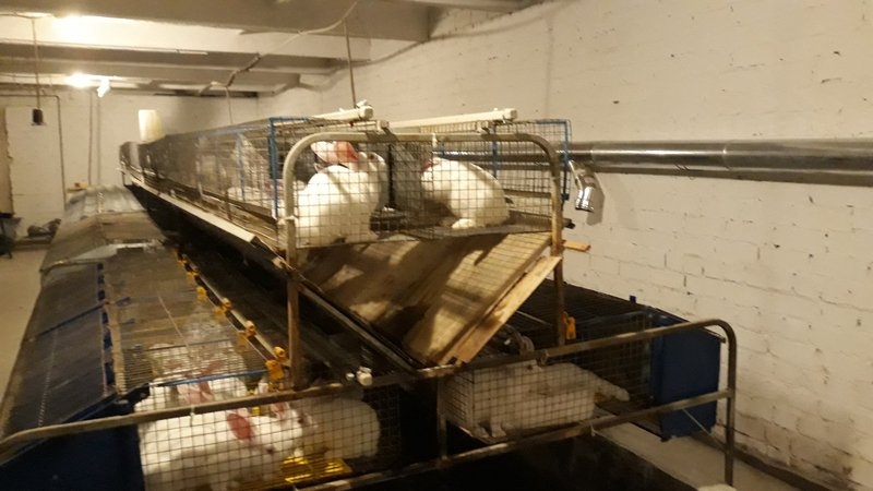 Отопление кролефермы. - <ro>Изображение</ro><ru>Изображение</ru> #1, <ru>Объявление</ru> #1673137