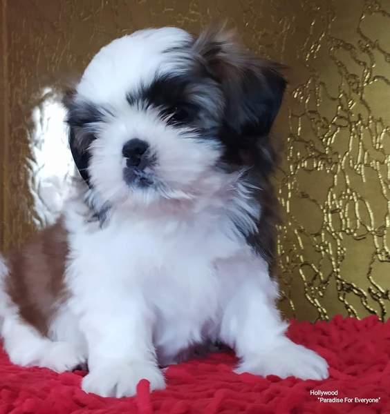 Щенки ши-тцу - <ro>Изображение</ro><ru>Изображение</ru> #4, <ru>Объявление</ru> #1681645