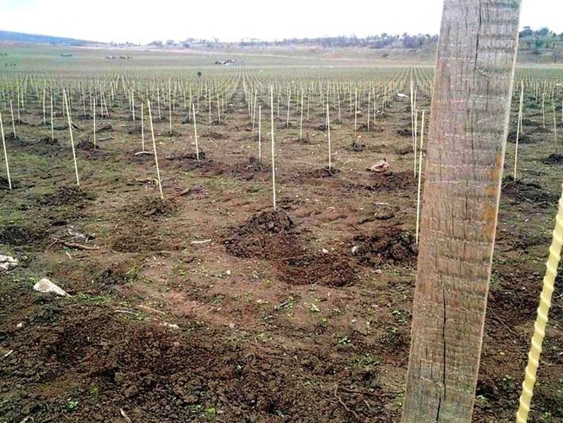 Производим Опоры и колышки  для растений из композитных материалов Polyarm - <ro>Изображение</ro><ru>Изображение</ru> #5, <ru>Объявление</ru> #1714611