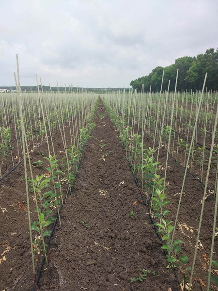 Опоры, колышки POLYARM для цветов, растений. Цены производителя - <ro>Изображение</ro><ru>Изображение</ru> #5, <ru>Объявление</ru> #1716180