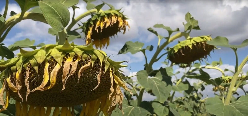 насіння соняшнику Рекольд. під Гранстар. Надстійкий до посухи - <ro>Изображение</ro><ru>Изображение</ru> #1, <ru>Объявление</ru> #1743097