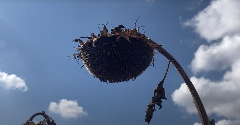 насіння соняшнику Рекольд. під Гранстар. Надстійкий до посухи - <ro>Изображение</ro><ru>Изображение</ru> #2, <ru>Объявление</ru> #1743097